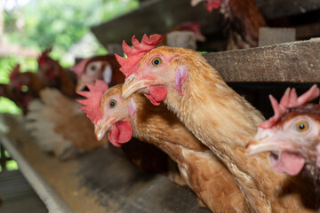 Chicken eggs are laid ona  farm	
