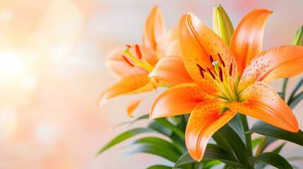Naklejka premium Two vibrant orange lilies with speckled petals, lush green leaves, against a soft, blurred background