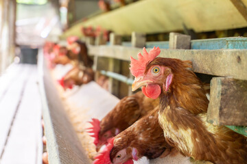 Chicken eggs are laid ona  farm	
