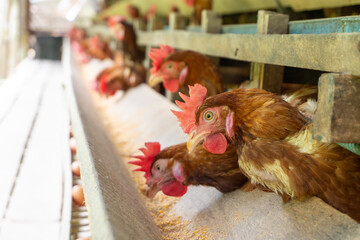 free range chickens