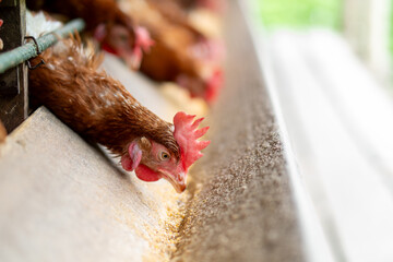 Chicken eggs heather on farm	