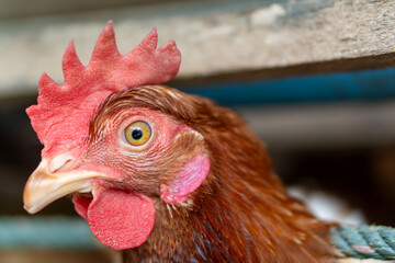 close up of a rooster