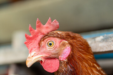 Chicken eggs heather on farm	