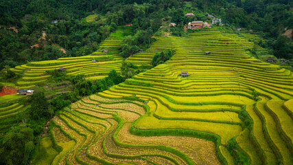 An aerial view of vibrant golden rice terraces curving across the hills, with small traditional huts nestled in between, showcasing the harmony between agriculture and nature in a lush landscape.