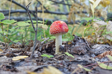 amanita muscaria fly agaric mushroom