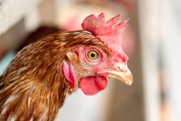 portrait of a chicken