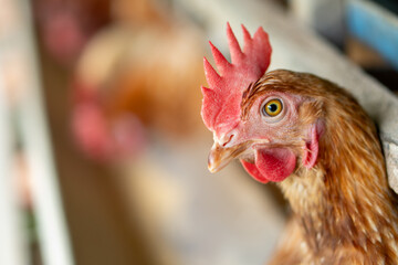 chicken on the farm