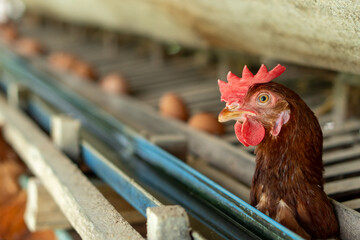 chicken on the farm