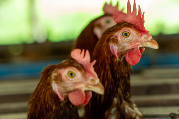 close up portrait of a hens