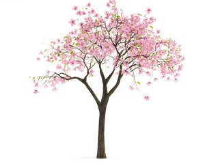 Obraz premium Stunning Pink Blossoms on Flowering Cherry Tree: A Vibrant Botanical Art Print Reflecting Seasonal Change and Tranquil Scenic Beauty in Spring Garden Landscape