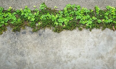 dull cement wall with mold and moss.