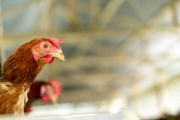 Chicken on the farm