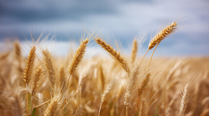 Fototapeta premium Golden wheat field under cloudy sky with warm light creating peaceful summer scene