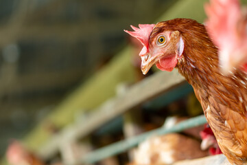 A group of brown layer hens inside a commercial poultry farm, standing in cages and laying eggs on metal conveyor trays. The chickens are part of an industrial egg production system.  © TAN