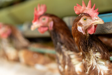 A group of brown layer hens inside a commercial poultry farm, standing in cages and laying eggs on metal conveyor trays. The chickens are part of an industrial egg production system. 
