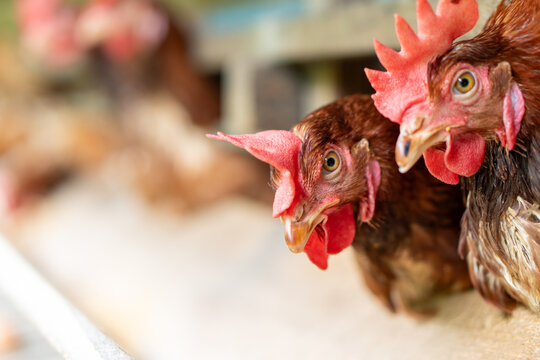 A group of brown layer hens inside a commercial poultry farm, standing in cages and laying eggs on metal conveyor trays. The chickens are part of an industrial egg production system. 