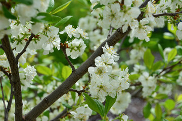 a tree branch of plum tree with lots of white flowers in bloom
