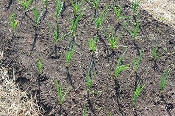 Garlic sprouts growing in a garden top view