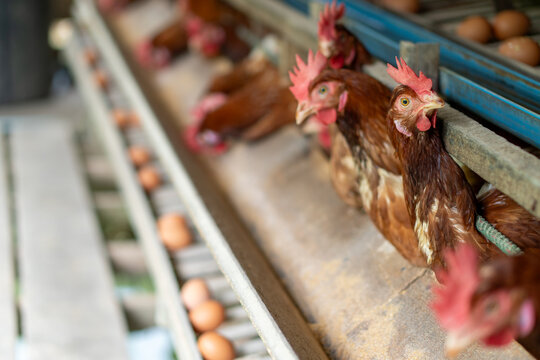 A group of brown layer hens inside a commercial poultry farm, standing in cages and laying eggs on metal conveyor trays. The chickens are part of an industrial egg production system. 