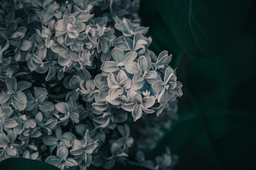 A bunch of light lilacs in the general plan in the dark. Dark blurred black and green background. Mystical romantic mood. Place for text. Selective focus. Copy space