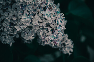 A bunch of light lilacs in the general plan in the dark. Dark blurred black and green background. Mystical romantic mood. Place for text. Selective focus. Copy space