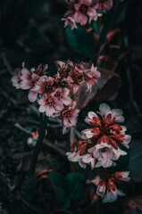 Close-up of gardenia with several leaves dark mood, dark matte green background, copy space