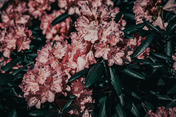 Beautifully soft and hazy out-of-focus image of pink rhododendron flowers in gentle spring bloom