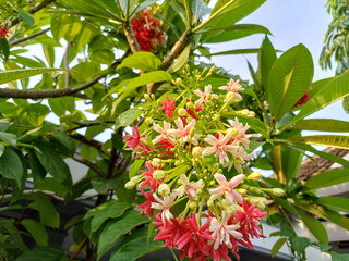 Plumeria tree in bloom, also known as Frangipani tree with sky background. ornamental plant in...