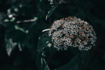 Close-up of viburnum flower, dark mood, dark matte green background, copy space