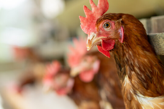 A group of brown layer hens inside a commercial poultry farm, standing in cages and laying eggs on metal conveyor trays. The chickens are part of an industrial egg production system. 