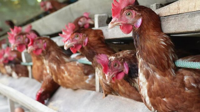 A group of brown layer hens inside a commercial poultry farm, standing in cages and laying eggs on metal conveyor trays. The chickens are part of an industrial egg production system. Eggs are collecte