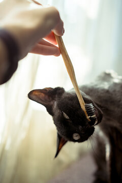 Devon Rex Cat Enjoys Playful Moment While Biting a Bamboo Toothbrush