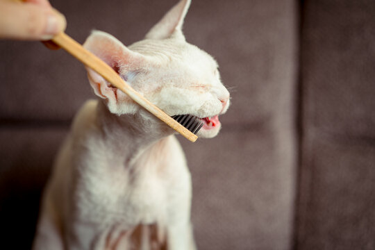 Devon Rex Cat Enjoying Gentle Brushing Teeth with Wooden Brush