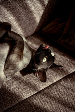Devon rex cat basking in sunlight on a cozy sofa