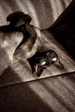 Playful Devon Rex Cat Relaxing on Cozy Textured Sofa