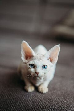 Curious white Devon Rex cat with striking blue eyes