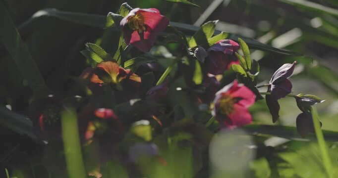 Fleur de printemps