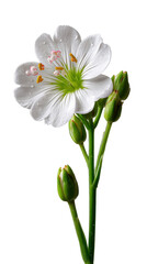 Fototapeta premium White Flower with Buds: Delicate white flower with water droplets, showcasing its pristine petals and unopened buds against a clean background.