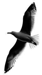 Obraz premium Seagull in Flight: A majestic seagull soars through the air, its wings spread wide in graceful flight, against a clean background.