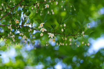 Close-up photo of white Snow bell tree (Styrax japonicus) flowers blooming in spring