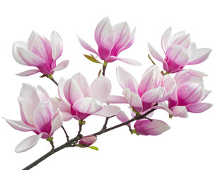 Elegant Magnolia Blossoms in Early Spring, Isolated on Transparent PNG