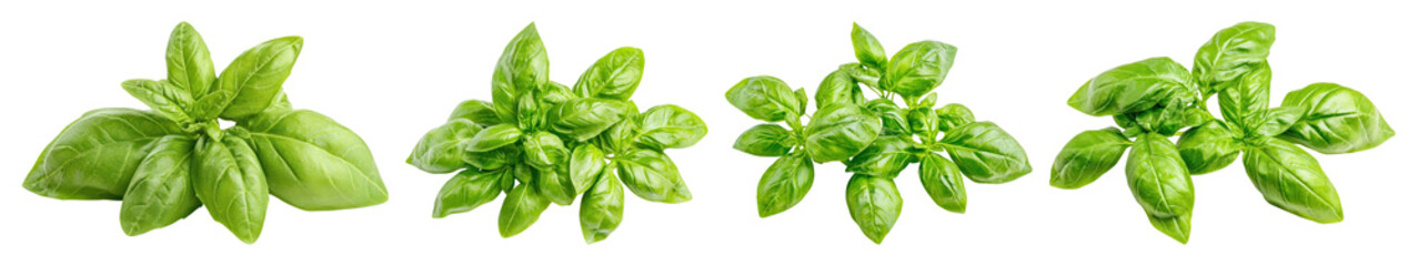 Fototapeta premium PNG Fresh basil leaves for cooking, element set on transparent background