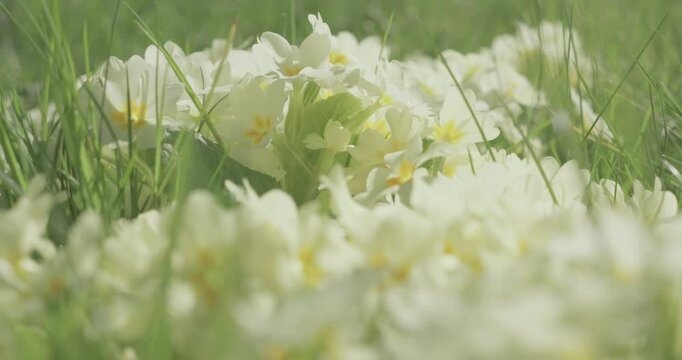Fleur de printemps