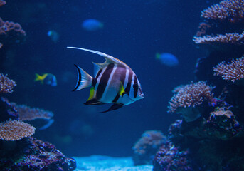 Obraz premium A moorish idol fish swims gracefully in deep blue water, surrounded by coral, highlighting the beauty of underwater life and vibrant ecosystems