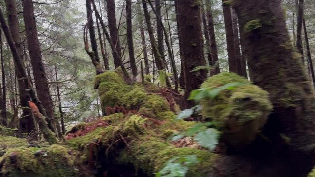 USA, Alaska, Ketchikan, Carlanna Lake Trail - Foggy rainforest and creek on remote with conifers western hemlock and Sitka spruce