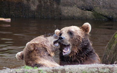 Obraz premium One Day at the Zoo, Finland