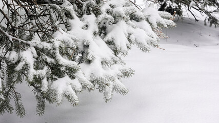 Winter scene with snow-laden pine branches amidst a serene snowy landscape