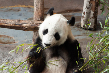 Obraz premium One Day at the Zoo, Finland