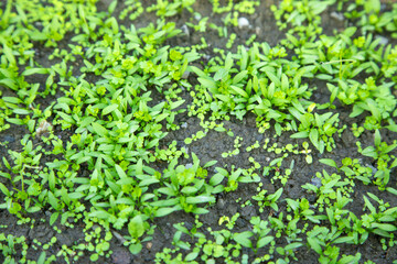 Obraz premium Growing green plants in the nature.