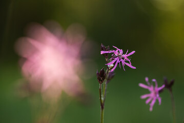 Fioletowe kwiaty firletki poszarpanej w rosie na wiosennej łące.  © Elżbieta Kaps